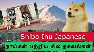 Facts about Shiba Inu Dog | Interesting Facts in tamil | Japanese dogs | Shiba Inu coin