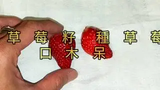 用草莓籽-種草莓[022]-口木呆-呆呆過生活