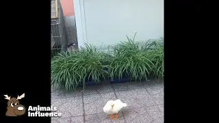 Duck running around in the garden (IG:@YouMayCallMeCampbell)