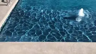 Pool with Sundeck and Dive Platform
