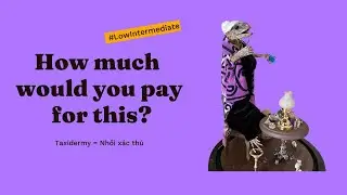 How much would you pay for this? -  Vietnamese Comprehensible Input - Low Intermediate