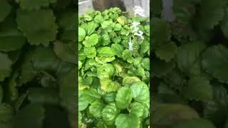 Swedish ivy