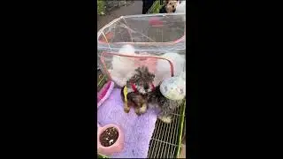 LIVE: POV Dog Market Roaming | Real-Time Puppy Stalls & Market Flow | Natural Audio | Subscribe
