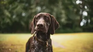 10 Pros and Cons of Owning a German Shorthaired Pointer🐾🐾🐾