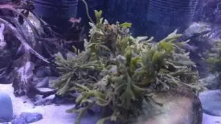 Native cold water marine tank Northern Ireland rockpool coastal setup
