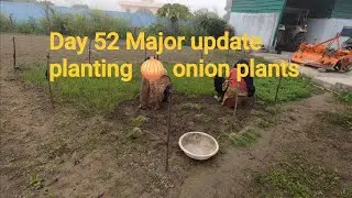 How to Transplant Onion Seedlings: Day 52 Update (Nursery to Field) #onion 8 January 2026