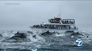 Dolphin stampede greets whale watchers off Newport Beach coast I ABC7
