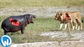 The Most Extreme Wild Animals Battles!