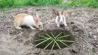 Easy wild Rabbit Trap Make From Natural Instrument - Fantastic Method wild Rabbit Trap..