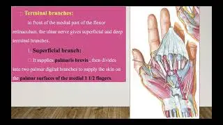 Ulnar nerve