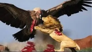 ANIMALS TEAMWORK  When Animals attack