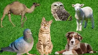 Farm Animal Moments: Alpaca, Llama, Goat, Sheep, Duck, Chicken, Cow, Horse, Pig, Cat &ndash; Animal Videos