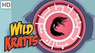 Wild Kratts 🎃 Creatures Come Out at Night! 👻 | Kids Videos
