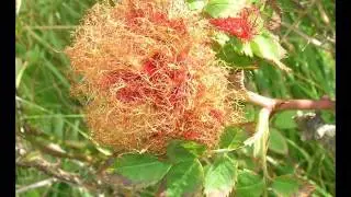 The Robin's Pincushion Gall on Dog Rose