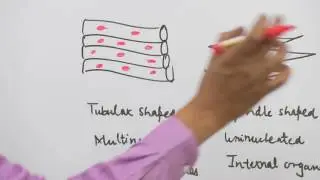 Introduction, Types of Movements & Muscles by Dr. Rajeev Ranjan - NEET Videos