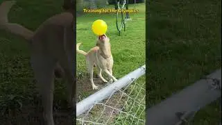 Training for the Olympics (Volleyball)