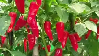 January m ugai jane wali sabjiya#farming#january#vegetables#chili #bengan #vine_vegetables