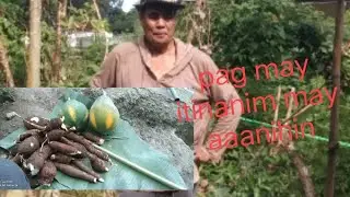 harvest time naman .