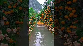Let's explore beautifull fruit garden 🥭🍉🍓🍎🍊#shorts #nature #fruit