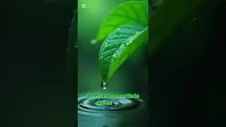 Rain is Allah&rsquo;s Mercy 🌧️ | #Islam #Quran #Hadith #Shorts #Rainfall #Blessings #fyp #Muslim #Reminder