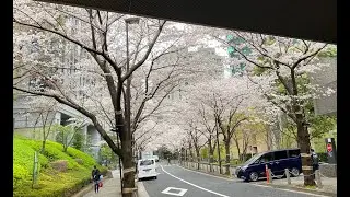東京都心 満開の桜の並木道　Cherry Blossom Promenade in Full Bloom  - Tokyo City Center　３月 - 2023 -