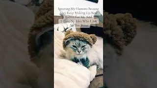 Who Even Am l 🤭 #funnycats #funnypets#catvideo #cutecats #siberiancat #viralcat #foryoucat