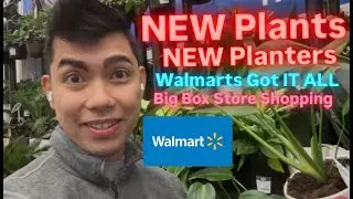 New Plants New Planters New Year Big Box Store Plant Shopping at Walmart Exciting New Houseplants