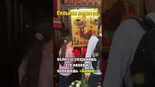 сильная молитва #funny #cat #прикольныекоты #pets #comedy #краснодар #молитва