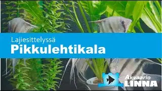 Lajiesittelyssä Pikkulehtikala (Pterophyllum leopoldi)