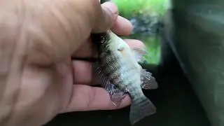 best hook fishing videos 2023 || best hook fishing 2022 || amazing hook fishing videos✓পুটি মাছ ধরা