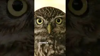 Day 8 The Owl's Clarity