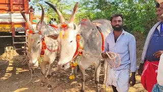 Sold Out Big size dheshiya Seema bull's video | Pattikonda Market video's 