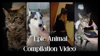 Epic Animal Compilation part 1 #shorts #lol #cat #dog