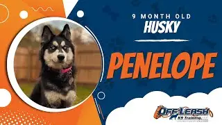Husky, 9 Month Old, Penelope | (Best Dog Trainers Northern VA, etc) | Off Leash K9