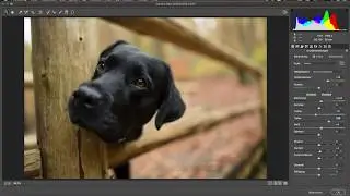 Folge 1: Hundefotografie - Blautöne aus dem Fell ziehen mit Photoshop / Camera RAW