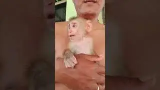 So cute baby girl monkey YoYo