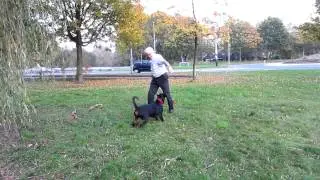 Dateq watch dog