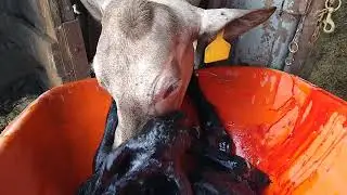 Belgian Blue Brahman - Fresh out the 'cooker'!