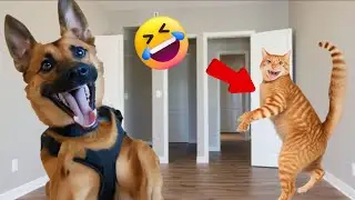 Oh No! Funny Antics of dogs and Cats will Make you Laugh till You Cry😸🤣