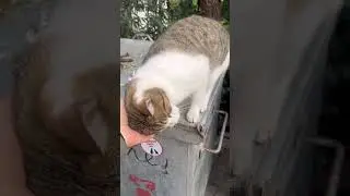 #cat #cats #love #shorts #funny #cute #kitten #kitty #animals #pets #dream #funnycats #youtube #life