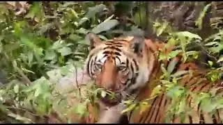 BETLA NATIONAL PARK ME DIKHA BAGH(TIGER) 🐯