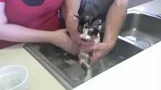 Cat Shampoo:  Part One