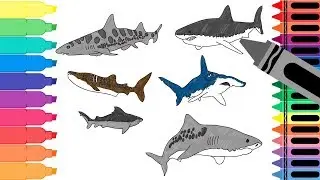 How to Draw Sharks - Drawing Sea Animals - Coloring Pages for Kids | Tanimated Toys