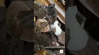 Fungi Flavors for the Slow Eater