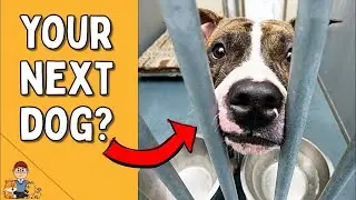The Best Way To Adopt A Dog (+ find the dog of your dreams)!