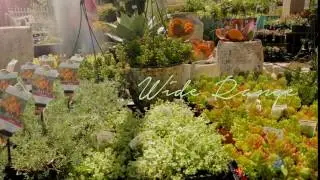 Experience Succulent Heaven at Poppy's Home & Garden
