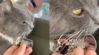 Woman Finds Cat With Hilarious Name Tag