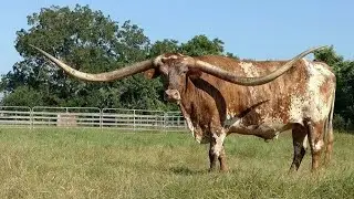 Top 5 Native American Cattle Breeds That Are Winning in Today&rsquo;s Market