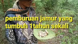 Menelusuri hutan dapat jamur yang tumbuh 1tahun sekali
