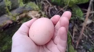 Spring homestead Diary | Eggs everywhere -  lost drone - soil preparation - cutting fruit trees +